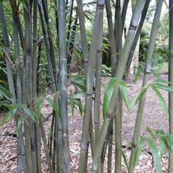 Bamboo Bashania fargesii